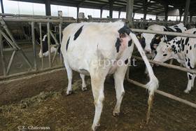 Occlusioni intestinali: ileo meccanico e ileo paralitico