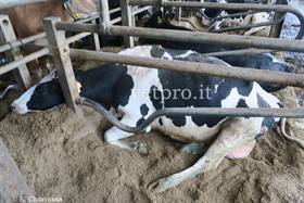 Dislocazione abomasale destra: chirurgia si o no! 
