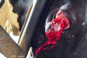 Dislocation of eyeball (Friesian heifer)