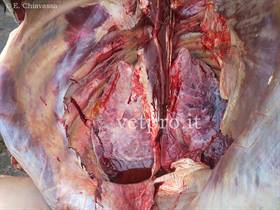 Apparato respiratorio: pleuro-polmonite fibrinosa