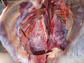 Fibrinous pleuropneumonia