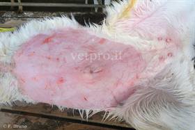 Grave onfaloflebite: diagnosi ecografica
