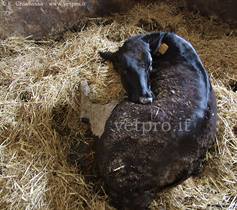 Listeriosi bovina