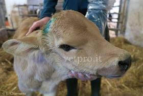 Meningiti/Meningo-encefaliti (vitelli)