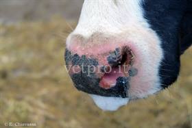Blue tongue (BTV) bovina Frisona 