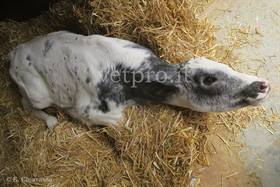 Fulminant Salmonellosis (Friesian calf)