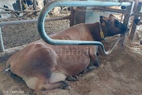 Clinical case 13: an abnormal paresis