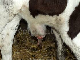 Fistulated umbilical hernia 2 (Friesian calf, 2 months old)