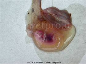 Patologie del feto