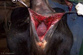 Bovine vaginal and rectovaginal lacerations