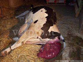 Bovine uterine prolapse