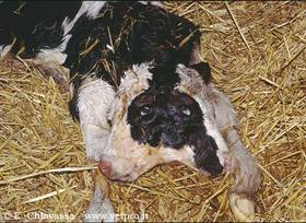 Bovine congenital malformations (head and neck)