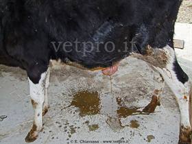 Fistulated umbilical hernia 1 (Friesian calf, 5 months old)