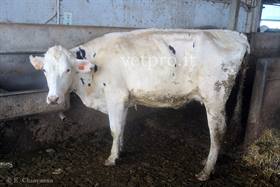 Dal singolo animale alla mandria...
