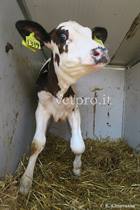 Longitudinal carpus arthrotomy (septic arthritis on left carpus, Friesian calf) 