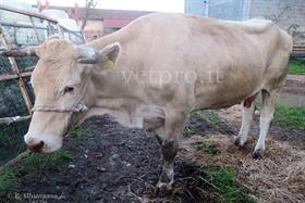 Blue tongue (BTV) bovina Garonnese