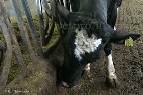 Chetosi nervosa bovina