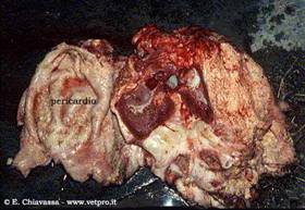 Sistema cardiovascolare: pericardite da corpo estraneo