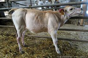 Right displacement of abomasum (Piedmontese calf)