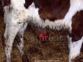 Fistulated umbilical hernia 3 (Friesian calf, 2 months old)