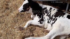 Frattura metacarpo vitello lattante