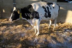 Metacarpal fracture in a Friesian cow