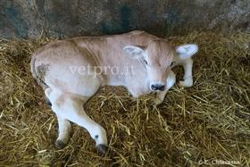 Frattura tibia vitello neonato