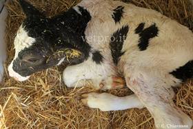 Frattura metatarso vitello neonato