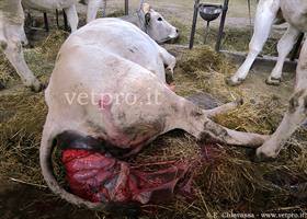 Bovine Uterine Prolapse with cervix laceration