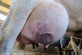 Gangrenous Mastitis