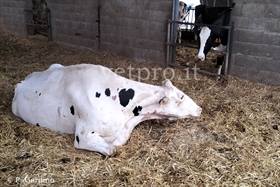 Metabolic paresis in the dry period (Friesian)