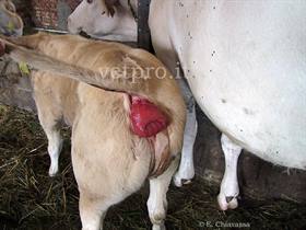 Rectal prolapse (Garonnese calf)