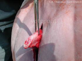 Perineal Urethrostomy 