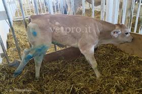 Paresi spastica vitello Piemontese: nevrectomia