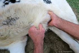 Omphaloarteritis and urachal infection (cross-breed calf)