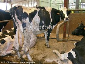 Caso clinico 3: "L'animale mangia e rumina, ma deperisce a vista d'occhio!"
