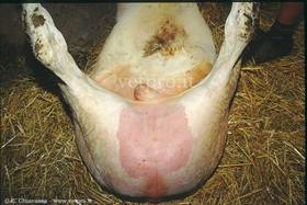 Uretrostomia bassa o retroscrotale 1 (vitello piemontese)